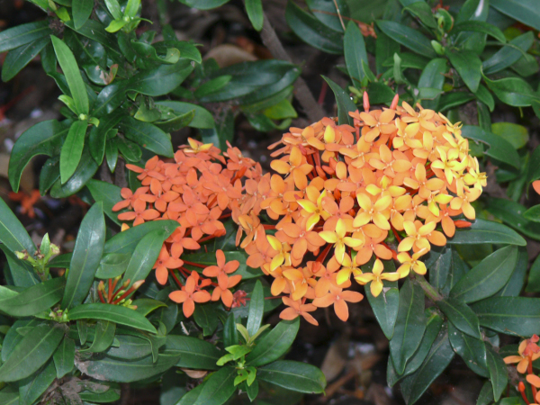 L1010604